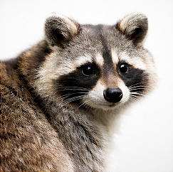 Capone the  Raccoon