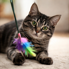 Clove the Tabby Cat