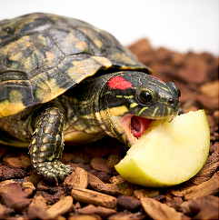 Eloise the  Turtle