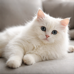 Sofia the Himalayan Cat