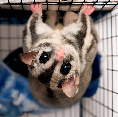 sugar glider