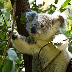 A picture of Grant, a male koala
