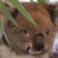A picture of Jams, a male koala