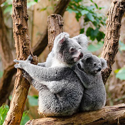 A picture of koala Jilley and her joey