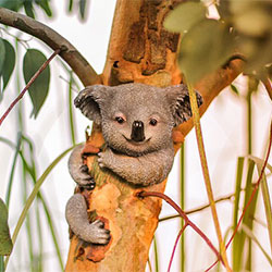 A picture of Miffy, a female koala