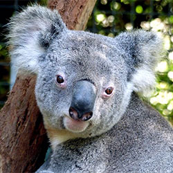 A picture of Niley, a male koala
