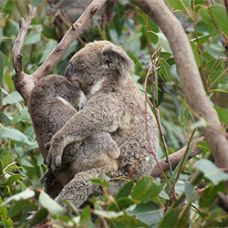 A picture of Nooka and her joey