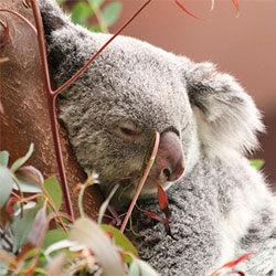 A picture of Oliver, a male koala