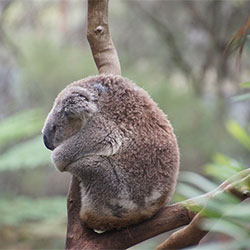 Picture of selected koala