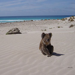 A picture of Lucy, a female koala