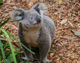 Curious koala gazing up at the trees