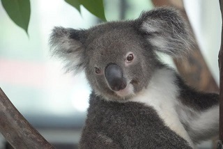 Photogenic koala posing