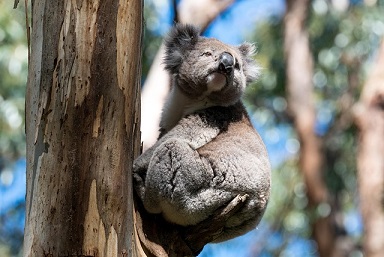 Watchful koala on the lookout