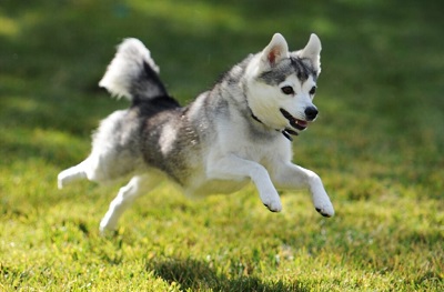 Alaskan Klee Kai